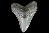 Serrated, Fossil Megalodon Tooth - Georgia #76499-1